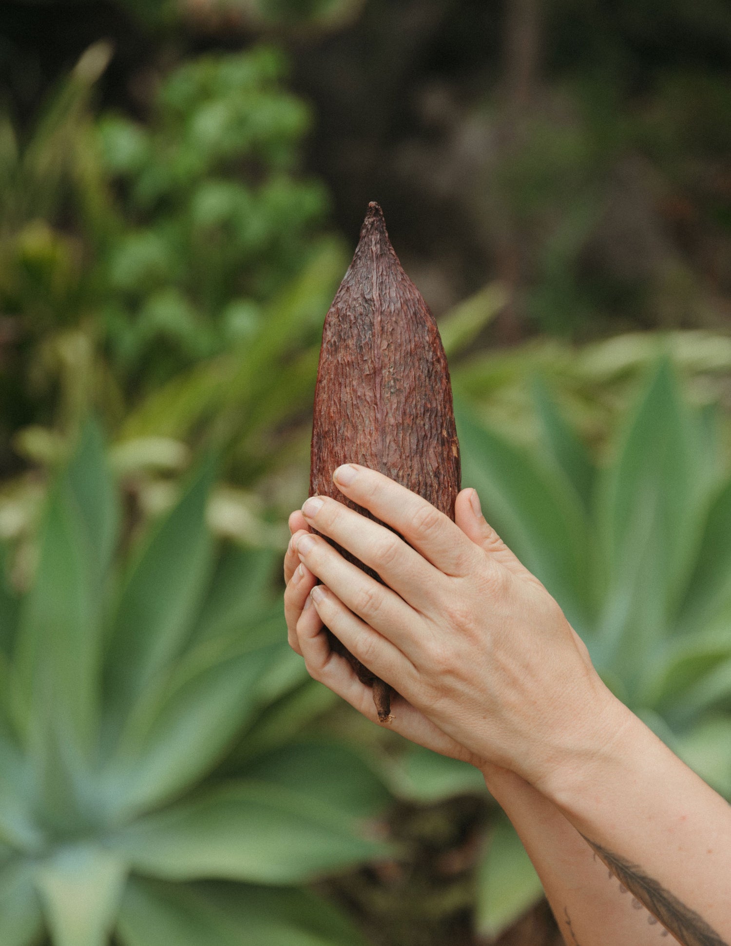 cacao plant